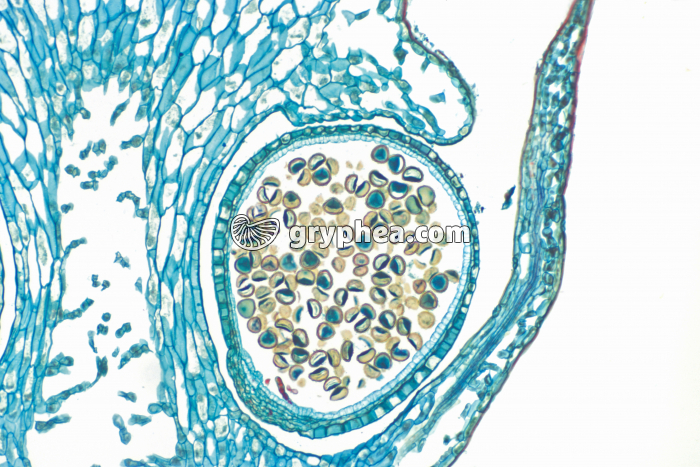 Selaginelle - Epi sporifère ou Strobile (détail) montrant les microspores CL x25 - gryphea.com